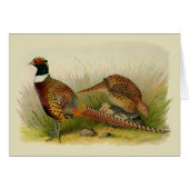 A pair of Ring necked pheasants in a grassy field (Front Horizontal)