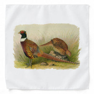 A pair of Ring necked pheasants in a grassy field Bandana