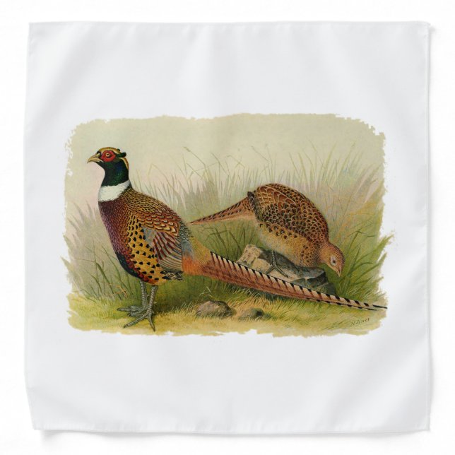 A pair of Ring necked pheasants in a grassy field Bandana (Front)
