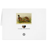 A pair of Ring necked pheasants in a grassy field Cards (Back Horizontal)
