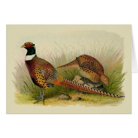 A pair of Ring necked pheasants in a grassy field Cards (Front Horizontal)