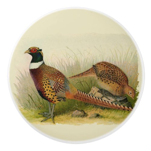 A pair of Ring necked pheasants in a grassy field Ceramic Knob