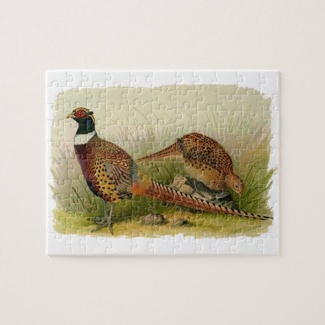 A pair of Ring necked pheasants in a grassy field Jigsaw Puzzle (Horizontal)