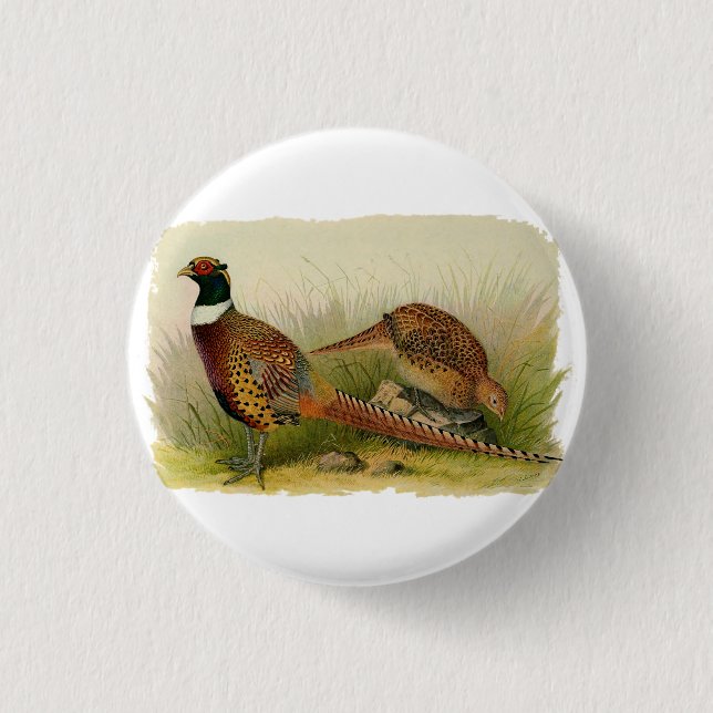 A pair of Ring necked pheasants in a grassy field Pinback Button (Front)