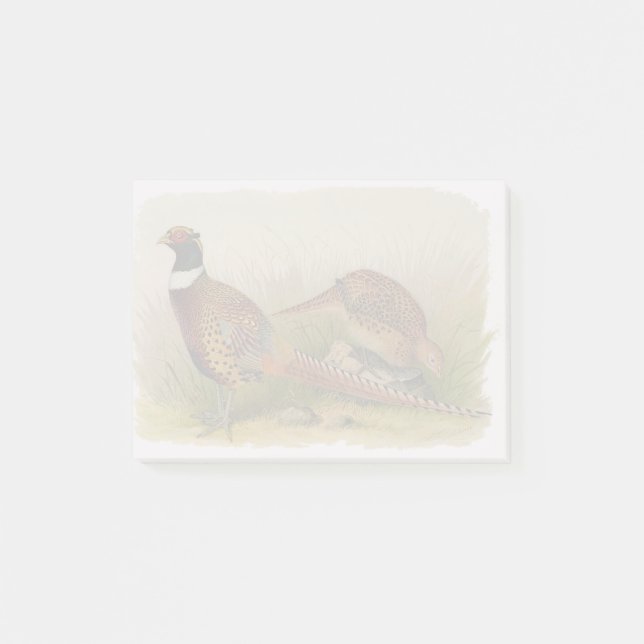 A pair of Ring necked pheasants in a grassy field Post-it Notes (Front)