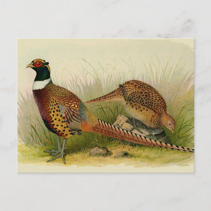 ringneck pheasant pair