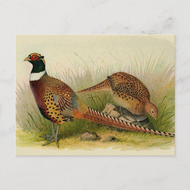 A pair of Ring necked pheasants in a grassy field Postcard (Front)