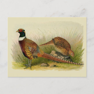 A pair of Ring necked pheasants in a grassy field Postcard