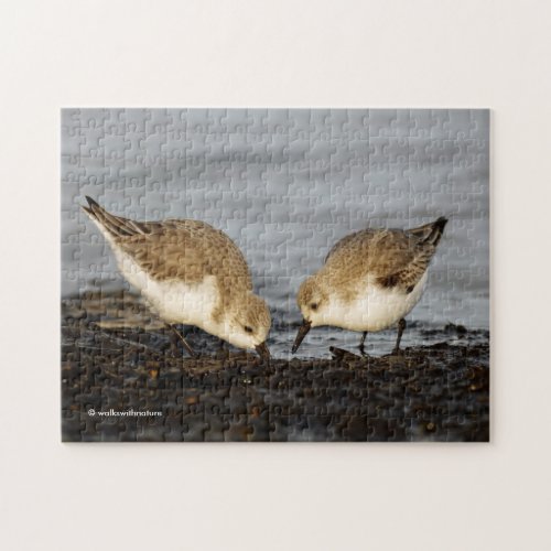 A Pair of Sanderlings Shares Jigsaw Puzzle