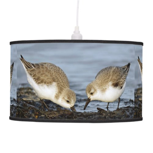A Pair of Sanderlings Shares Pendant Lamp