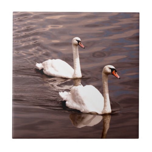 A pair of Swans on the lake Tile