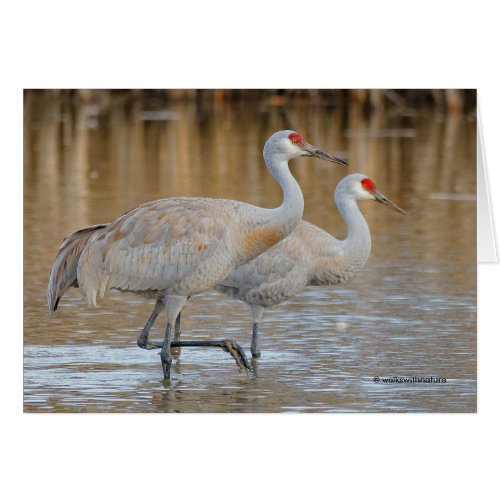 A Pair of Wading Greater Sandhill Cranes