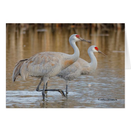 A Pair of Wading Greater Sandhill Cranes Cards (Front Horizontal)