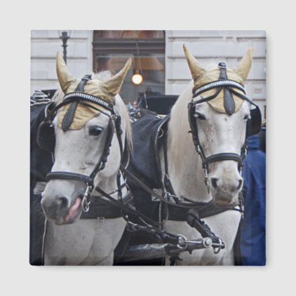 A pair of white horses magnet