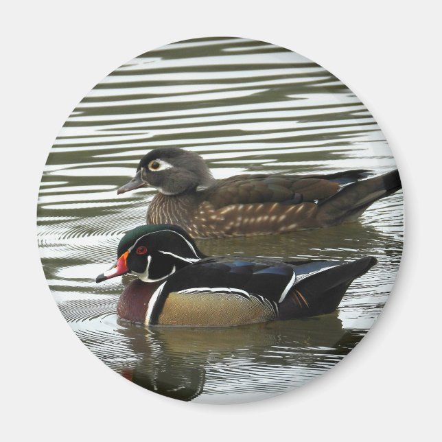 A Pair of Wood Ducks Magnet (Front)
