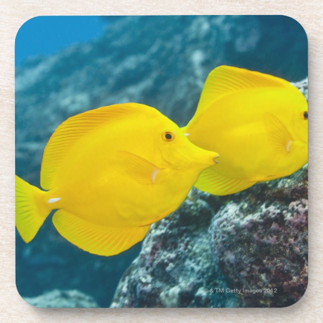 A Pair of Yellow Tangs Beverage Coaster (Front)