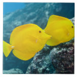 A Pair of Yellow Tangs Tile<br><div class="desc">Underwater life; FISH: A Pair of Yellow Tangs (Zebrasoma flavescens) swimming over a tropical coral reef. Pacific Ocean, Hawaii, USA. | Jeff Hunter | AssetID: 107066180</div>