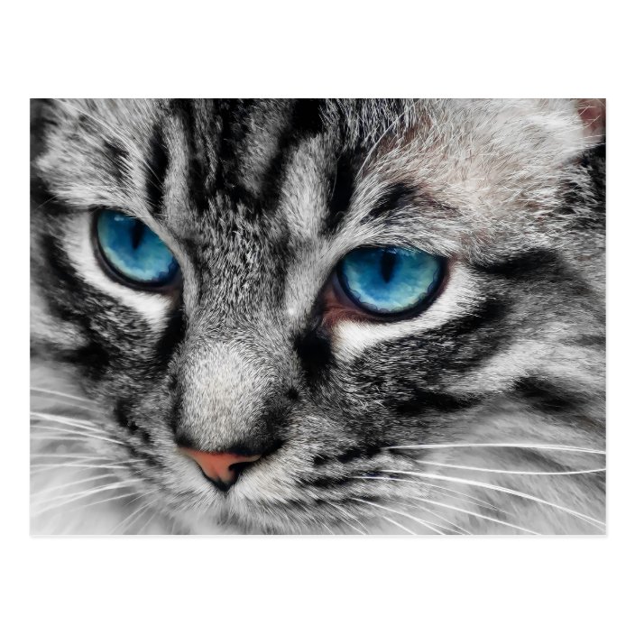 blue silver tabby cat