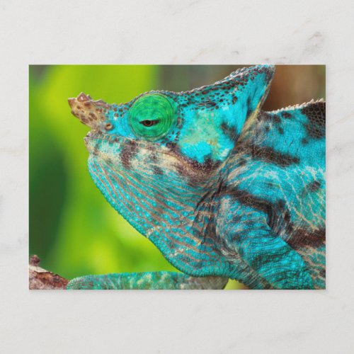 A Parsons Chameleon moving along a branch Postcard