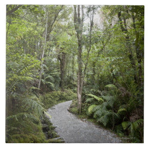 A path through a rain forest at the base of ceramic tile