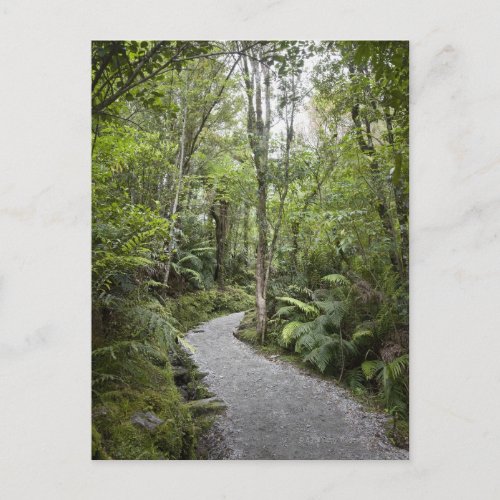 A path through a rain forest at the base of postcard