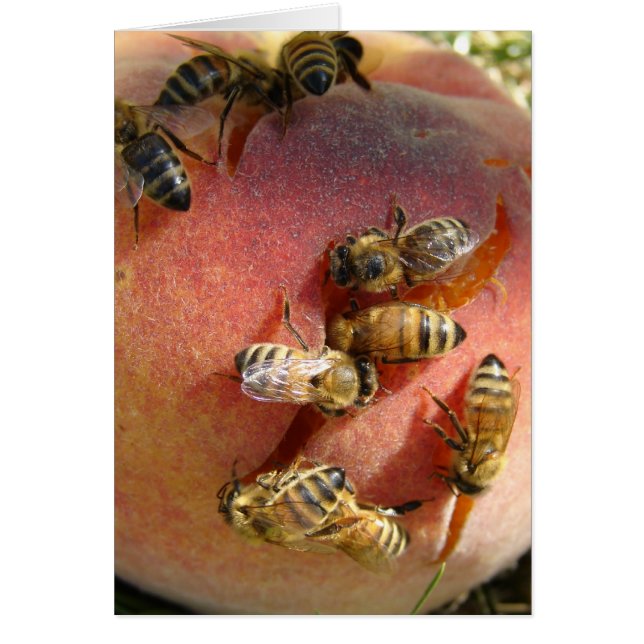 A Peach For The Bees Cards (Front)