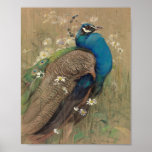 A Peacock and Marguerites | Edwin John Alexander Poster