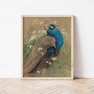 A Peacock and Marguerites   Edwin John Alexander Poster