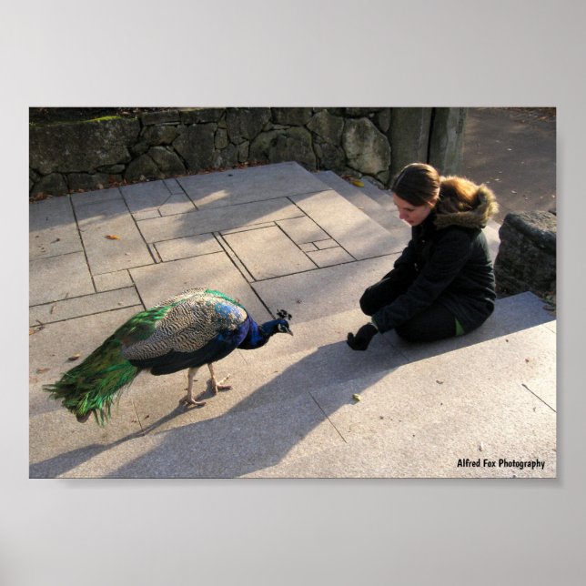 A Peacock's Trust Poster (Front)