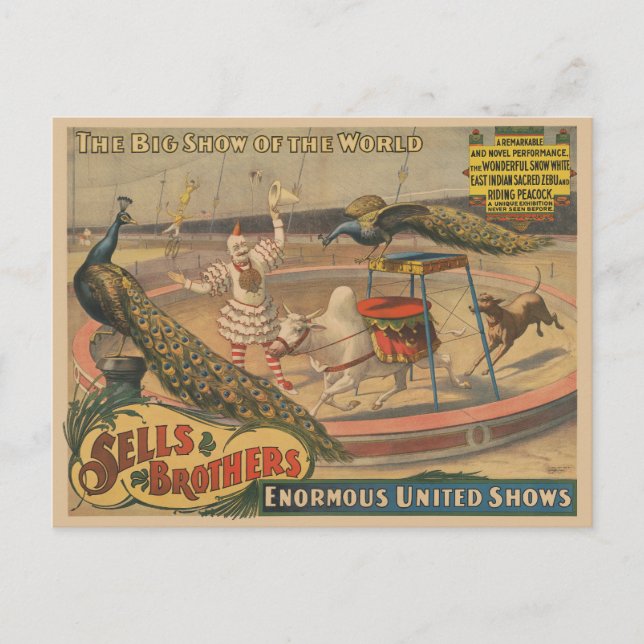 A Performing Zebu And Peacock With Clown Trainer Postcard (Front)