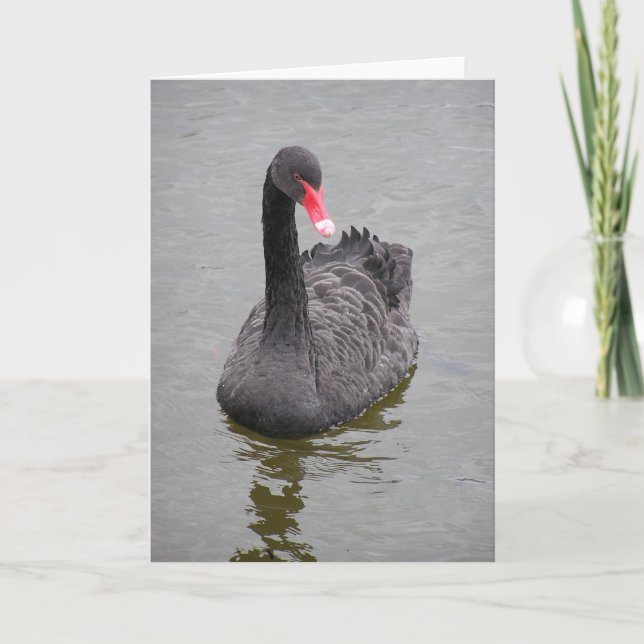 A photo of a Black Swan on a note card (Front)