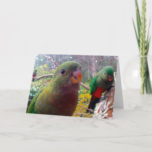 A photograph of a King Parrotblank card Card