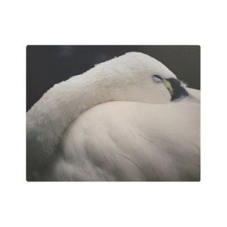 a photograph of a Tundra Swan on Metal Wall Art