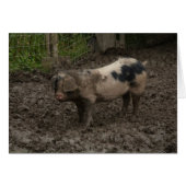 A pig in muck (Front Horizontal)