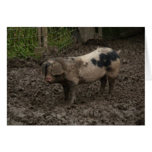 A pig in muck (Front Horizontal)