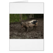 A pig in muck (Front)
