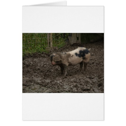 A pig in muck (Front)