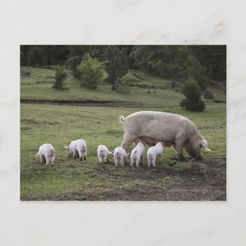 A Pig With Piglets In A Field Postcard by prophoto at Zazzle