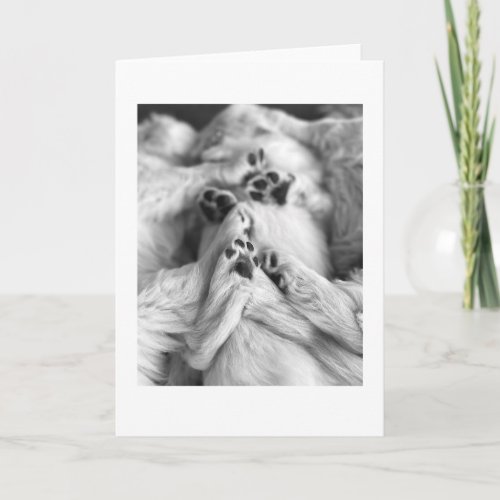 A Pile of Puppy Paws | Blank Card