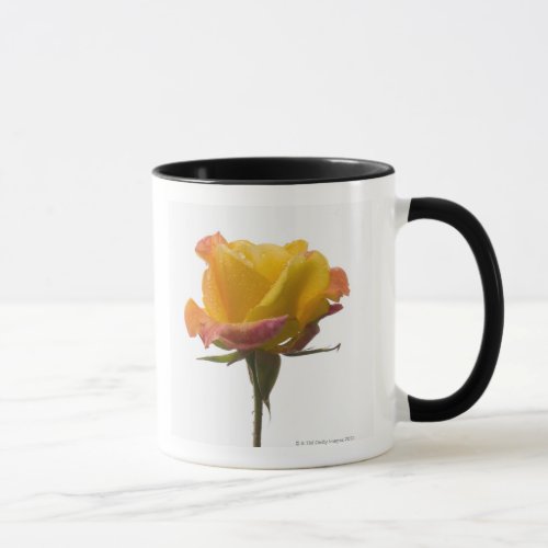 A pink and yellow rose after an afternoon rain mug