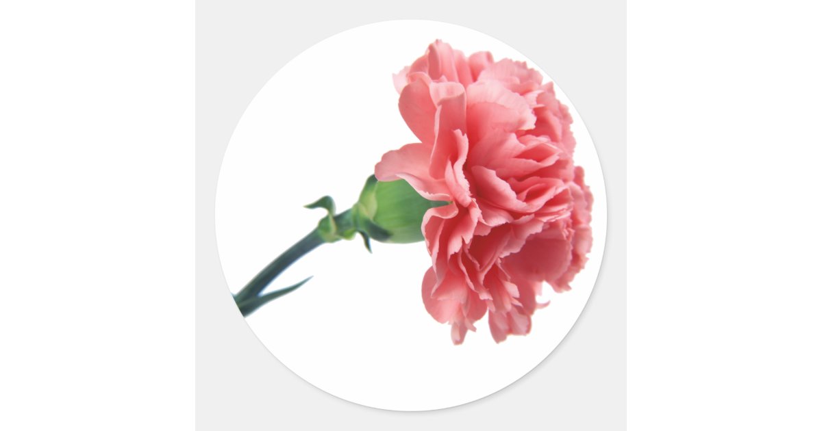 A Pink Carnation sticker Zazzle
