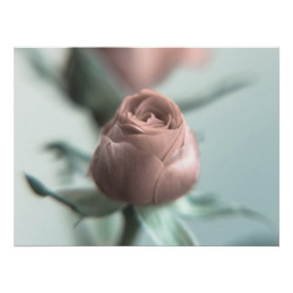 A Pink Rose for your Sweetheart... Poster