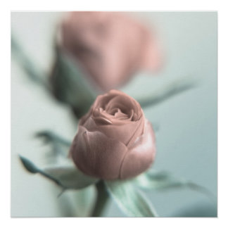 A Pink Rose for your Sweetheart... Poster