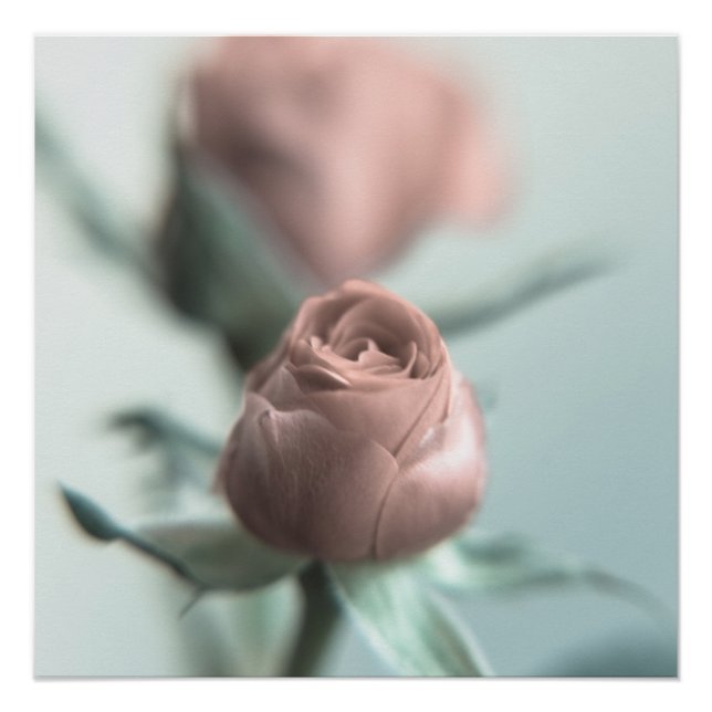 A Pink Rose for your Sweetheart... Poster (Front)