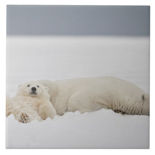 A polar bear cub lies in snow with its mother ceramic tile