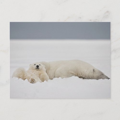 A polar bear cub lies in snow with its mother postcard