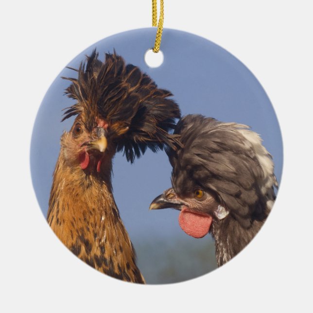 A Polish Chicken Christmas Ceramic Ornament (Front)