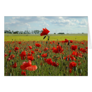 A Poppy Above the Rest Cards