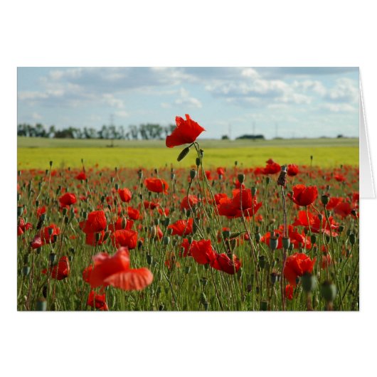 A Poppy Above the Rest Cards (Front Horizontal)