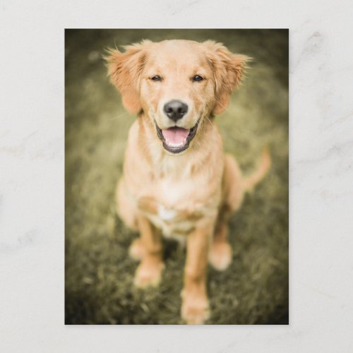 A Portrait Of A Golden Retriever Puppy Postcard